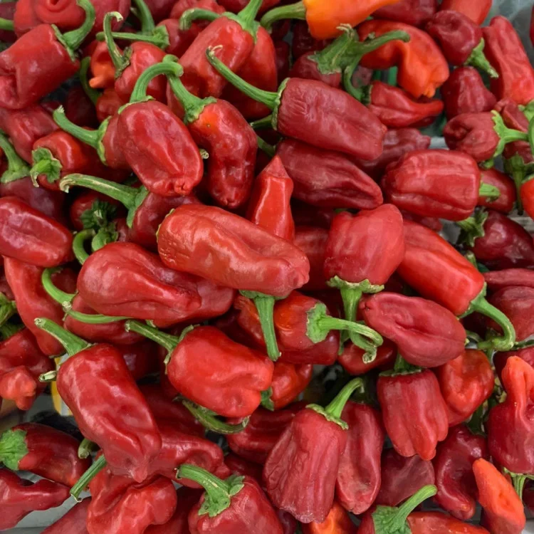 فلفل شقراء